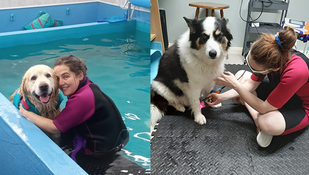 Hydrotherapy golden retriever